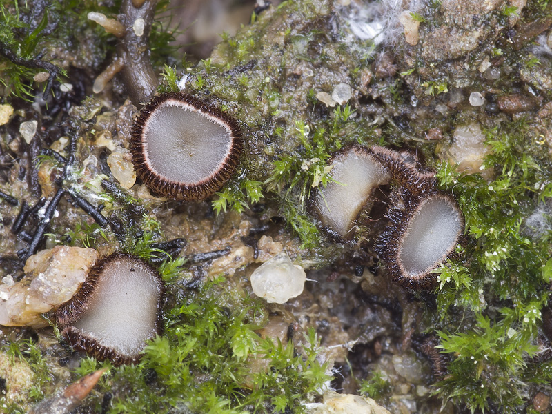 Trichophaea pseudogregaria